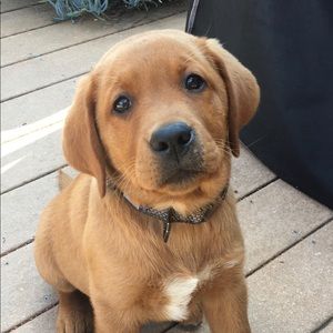 Meet your Posher, Mason